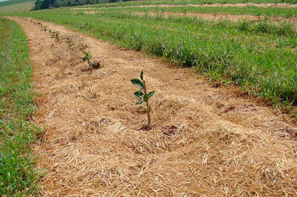 Senado vota mais recursos para crédito à agricultura familiar  